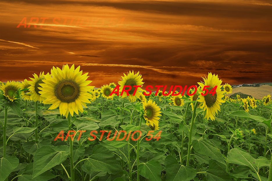 Girasoli