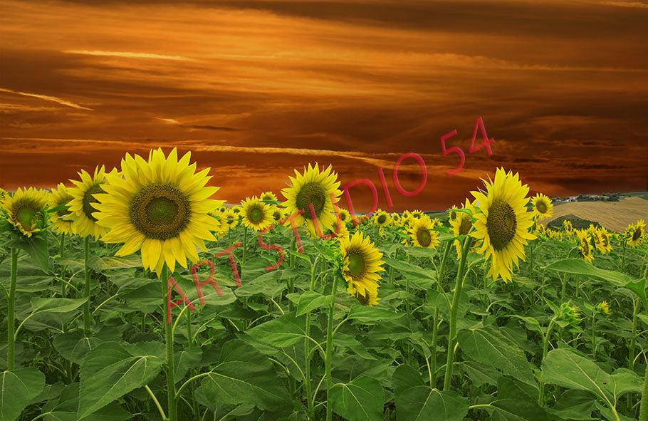 Girasoli (Ancona)