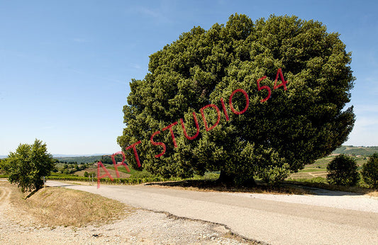 Eroica (Siena)