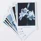 4 sets of Alinari Vintage Postcards 12 each (Children, Cars, Flowers, Animals)- Tot 48 Cards
